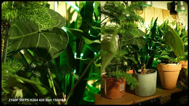 Sony FX3 детализация при 25 50 и 100 кадрах в секунду 4K и 1080P смотреть онлайн