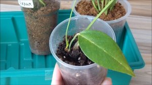 Антуриум уход: Проблемы антуриума Шерцера после пересадки