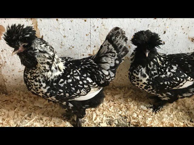 Наши породистые Куры