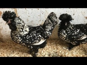Наши породистые Куры