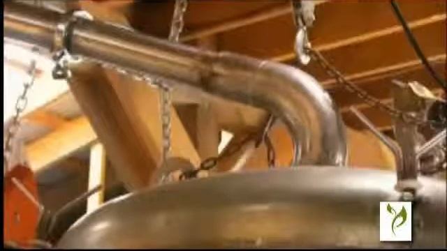 Gaultheria Procumbens Wintergreen Essential Oil Distillation