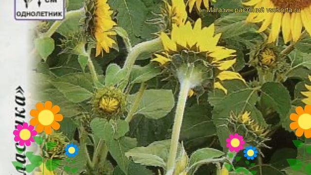 Подсолнечник обыкновенный Джуниор. Краткий обзор, описание характеристик Helianthus Annuus