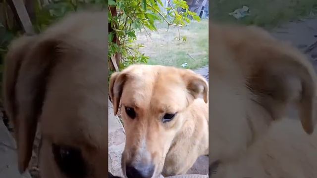 Команда ко мне. Дрессировка собак. Кинолог смотреть онлайн