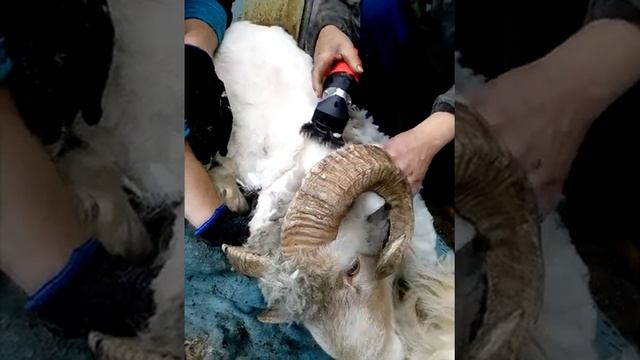 Машинка для стрижки овец "ШТОРМ-03B" смотреть онлайн