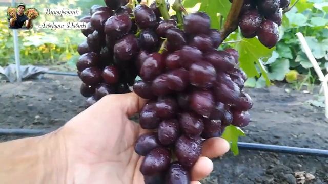 Виноград Подарок несветая. Ультра ранняя гибридная форма, с мускатным ароматом , очень вкусная. смотреть онлайн