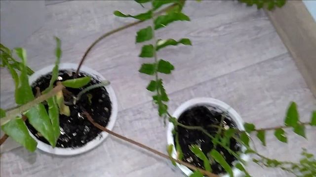 #Мои_комнатные_растения_2021 // Последняя_цветочная_радость // Покрывало // #Папоротники_на_лоджи смотреть онлайн