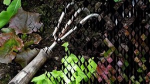 Зачем рыхлить почву в цветочных горшках?