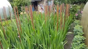 Чтобы гладиолусы были красивыми . Gladiolus .