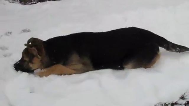 Правильно выращенный щенок ВЕО в 3 месяца! AVI смотреть онлайн