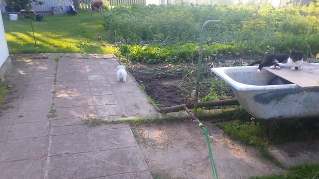 Мальта на даче смотреть онлайн