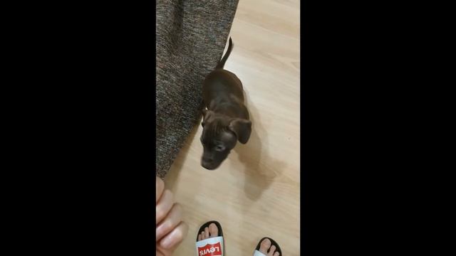 ЩЕНОК ПИТБУЛЬ в квартире 5 день || PITBULL PUPPY in apartment fifth day смотреть онлайн