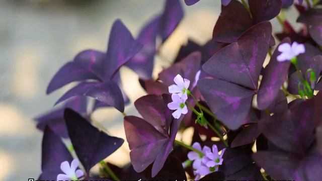 Какие комнатные цветы приносят в дом счастье и благополучие смотреть онлайн