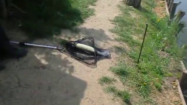Рыбалка с.Мирное Белый амур 2кг смотреть онлайн