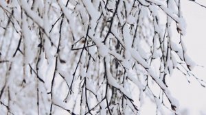 РОДНОЕ И БЛИЗКОЕ