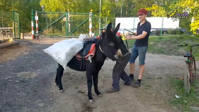 Верховая езда, мастер класс для профессионалов смотреть онлайн