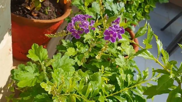 Care of Duranta Plant || Fun Gardening смотреть онлайн