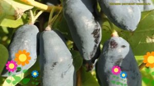 Жимолость съедобная Блю Банана. Краткий обзор, описание характеристик lonicera edulis Blue Banana