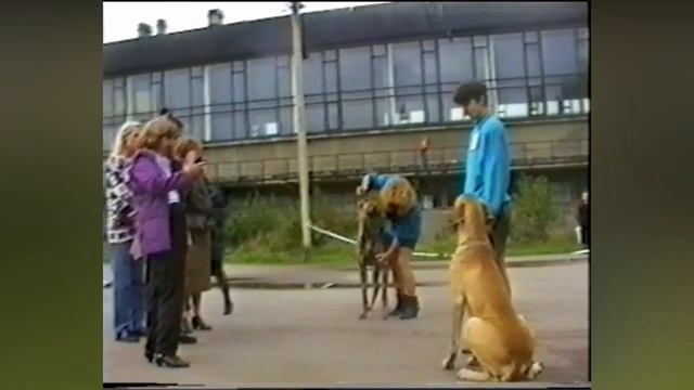 Выставка собак. Немецкий Дог. Клуб Служебного Собаководства Санкт- Петербург 1994. смотреть онлайн