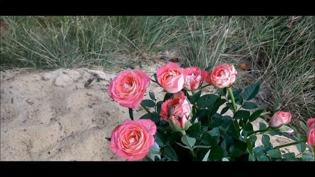 ✅ Розочка Кордана. Пересадка, обрезка и повторное цветение уже дома смотреть онлайн