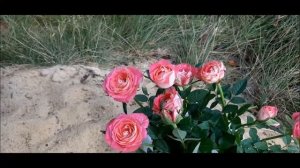 ✅ Розочка Кордана. Пересадка, обрезка и повторное цветение уже дома