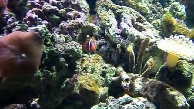 Живые водоросли и аквариумные рыбки 09.2010 смотреть онлайн