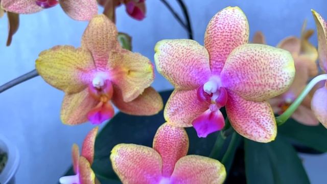 обзор орхидей и какой лучший грунт для орхидеи / ароматные фаленопсисы 2-я часть смотреть онлайн