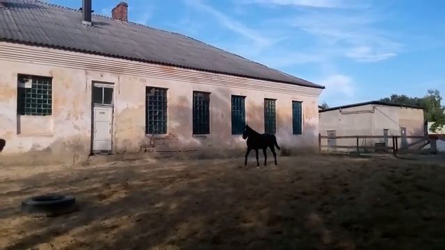 Работа со свободной лошадью. Наташа и Банкир. Конный клуб "Прованс". г. Черновцы. смотреть онлайн