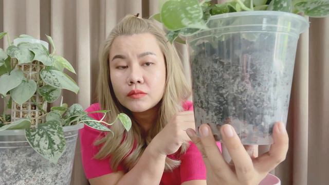 [ Rookie P ] In the Garden EP55 : ทำความรู้จัก Scindapsus Silvery Anne смотреть онлайн