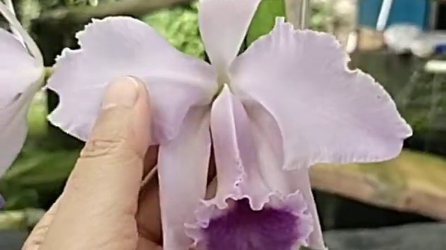 Cattleya Lawre-Mossiae Var Coerulea