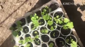 Пастернак-выращивание рассады и высадка в открытый грунт