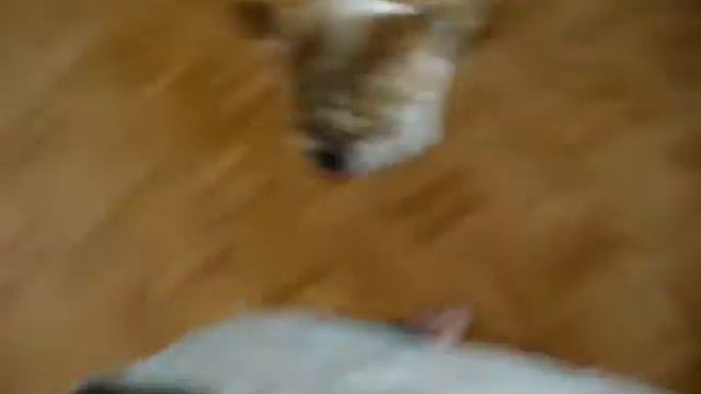 Bruiser And Gunther's First MeetUp