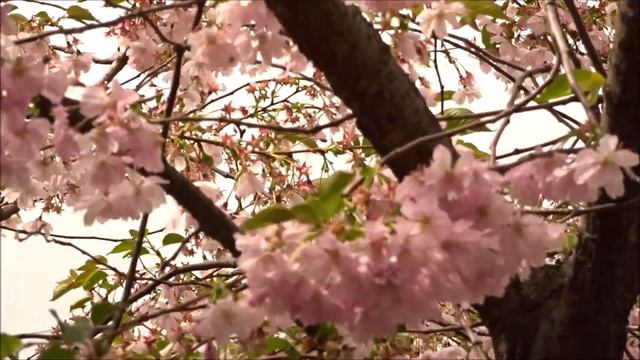 Санкт - Петербург. Сакура. смотреть онлайн