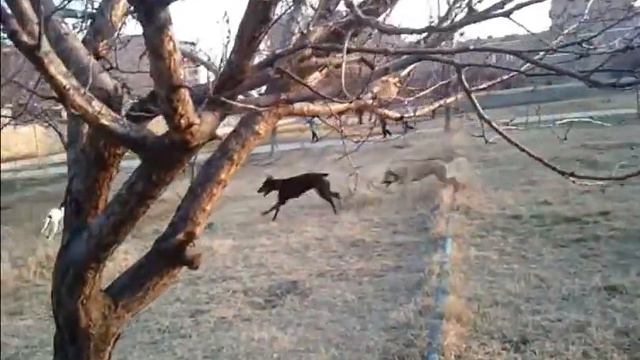 Sobaki Pointer & Americian Pitbull & Doberman смотреть онлайн