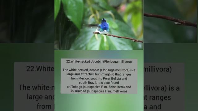 Hummingbird part 3 смотреть онлайн