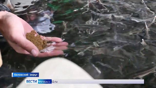Карп, белый амур, сомы, осётр: в беловском рыбхозе разводят редкую для Сибири рыбу смотреть онлайн