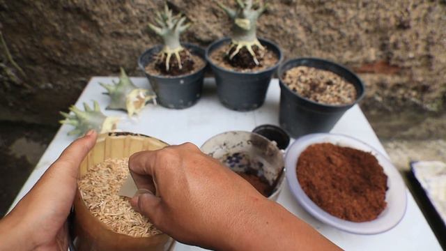 First Root Training - How to Grow Adenium Plants, Results of the Root Program. Desert Rose Bonsai смотреть онлайн