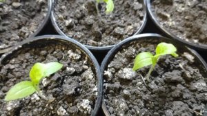 Белый налет на почве в горшках - это опасно или нет?