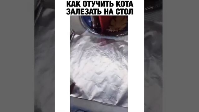 Как отучить кота лазить по столу смотреть онлайн