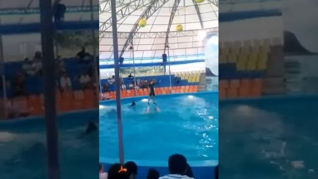 Катание в полный рост на носу дельфинов. смотреть онлайн