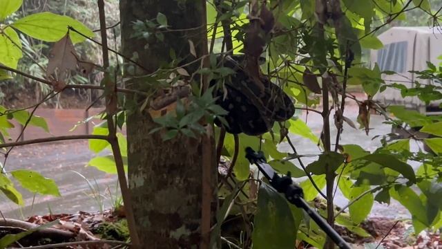 Herping In Australia!! (Snakes, Lizards, and More!!) смотреть онлайн