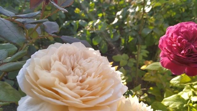 Ароматные розы в саду смотреть онлайн