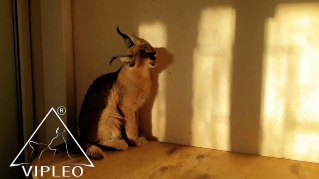 Каракал котята от VIPLEO® смотреть онлайн