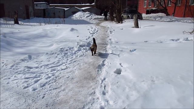 Весна, кот пошёл гулять. смотреть онлайн