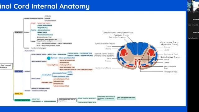 Cross sectional Anatomy of the Spinal Cords (By Dr Aparajeya Shanker MD) For MU Pleven and MU Sofia смотреть онлайн