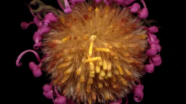 New England Aster / Symphyotrichum novae-angliae смотреть онлайн