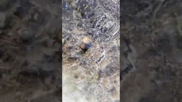 Тридакна кусающаяся. Если сунуть палец, можно остаться и без него. Опасности Красного моря. Знали? смотреть онлайн