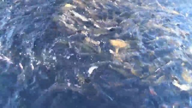 Зарыбление смотреть онлайн