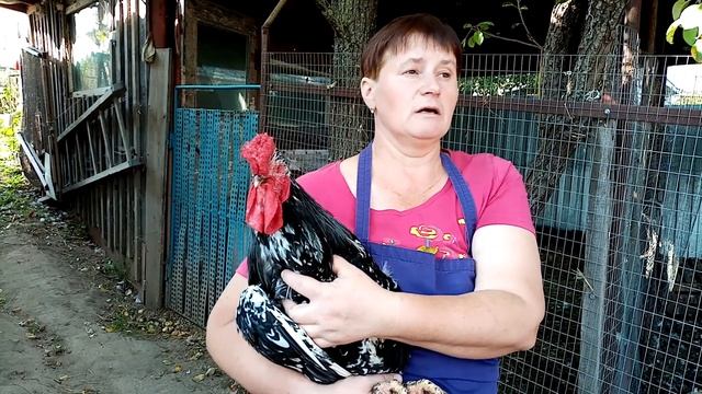 Как правильно выбрать петуха на племя. Сколько петухов должно быть в стаде. смотреть онлайн