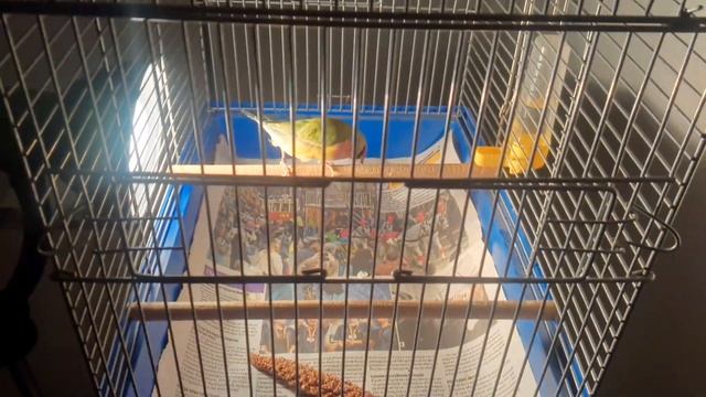 Разведение амадин гульда не для слабонервных, самка не могла разнестись, яйца разбили... смотреть онлайн