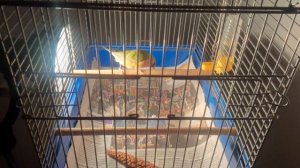 Разведение амадин гульда не для слабонервных, самка не могла разнестись, яйца разбили...